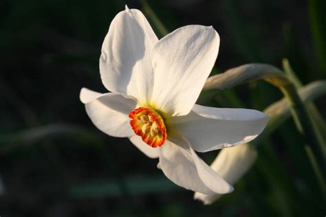 Winter Early Spring Flowering Bulbs 5 Species