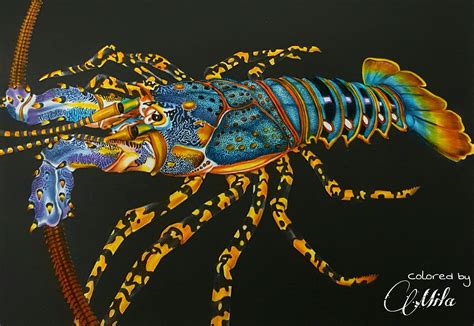 Spiny Lobster By Mila Guiterrez Animal Drawings Lobster Art Animal Art