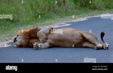 Fat Male Lion Lying On Tar Road Paw Rubs Full Tummy To Chase Pesky