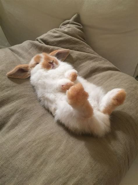 Sleepy 8 Week Old Broken Orange Holland Lop Bunny Rabbit Cute Baby