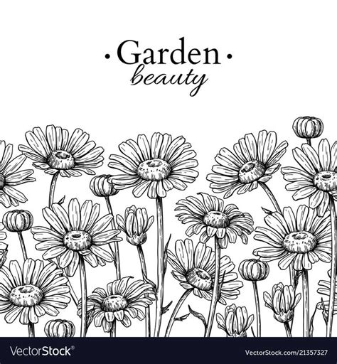 Daisy Flower Border Drawing Vector Hand Drawn Engraved Floral Seamless