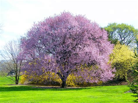 7 árboles Bonitos Para Jardín De Hoja Caduca Y Perenne Todo Árboles