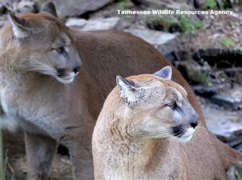 Twra Creates Webpage With Info On Cougars In Tenn Wbbj Tv