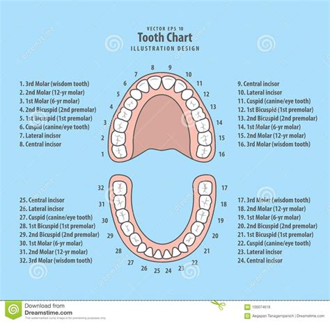 Tooth Chart With Number Illustration Vector On Blue