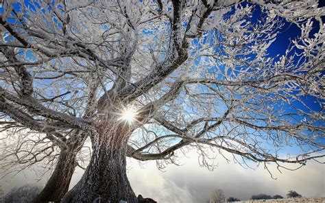 Nature Landscape Trees Winter Snow Frost White Sun