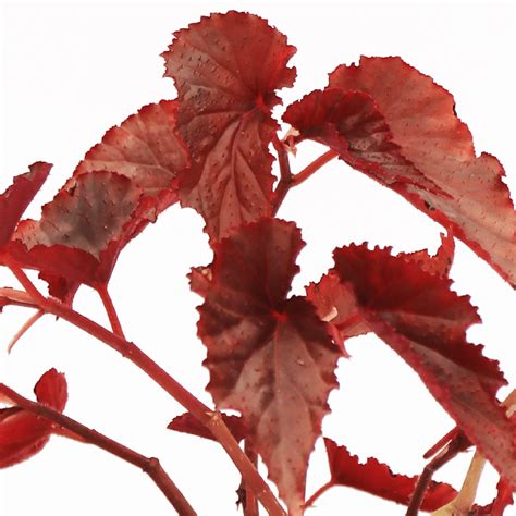 Begonia Plant Red Buy Plants Seeds Planters Tools And Much More
