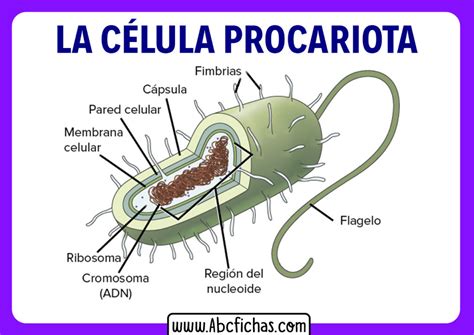 Anatomia De La Celula Procariota Abc Fichas