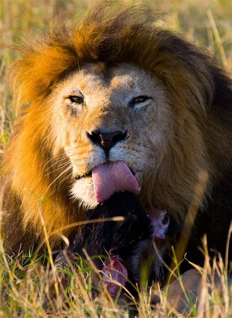 Big Male Lion With Gorgeous Mane Eating Prey National Park Kenya