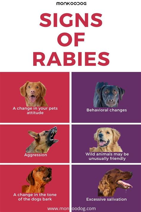 How Can A Dog Get A Rabies Hutomo