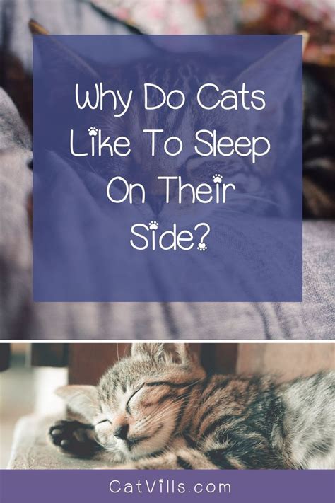 Cats Sleeping On Side The Meaning Behind Kitty Naptime Habits In 2022