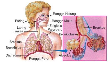 Mengenal Sistem Pernapasan Pada Manusia Kenali Juga Organ Beserta