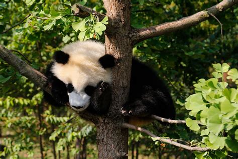 Panda At Chengdu Sanctuary Martin Lawrence