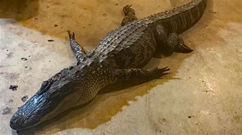 Whitley County Alligator Found