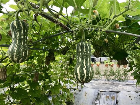 Growing Squash Vertically Up Up And Away They Grow