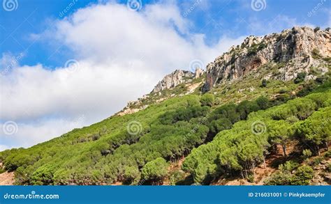 Top View Of Stone Pine Forest In Sardinia Italy Stock Image Image Of