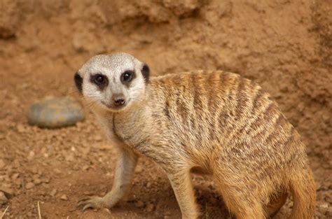 Meerkat Meerkat At The Houston Zoo G2boojum Flickr