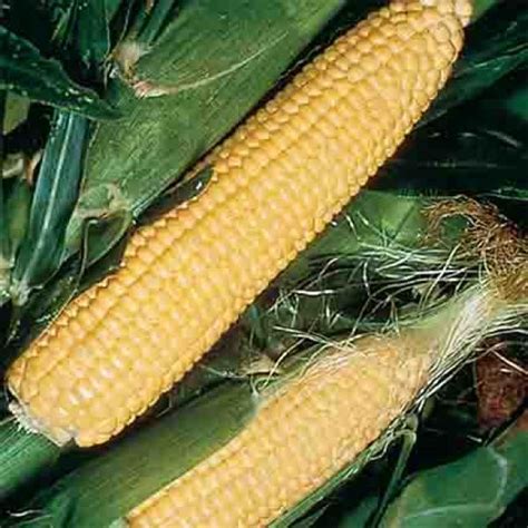Using tongs, drop your corn into the boiling water. Golden Jubilee Hybrid Sweet Corn, Sweet Corn - Normal (su): R.H. Shumway's Company