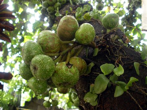 Ficus Nota Moraceae