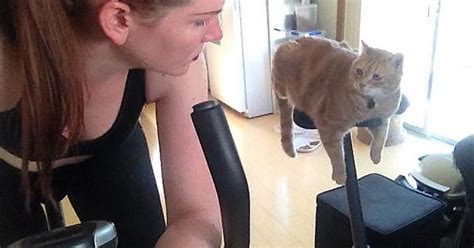 My Cat Is The Toughest Personal Trainer Imgur