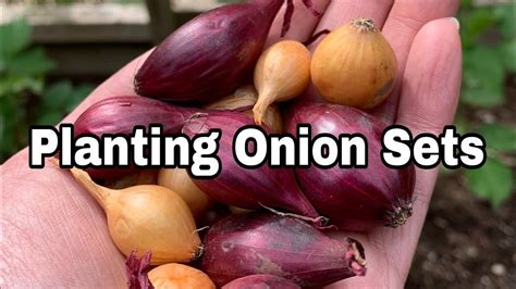 How To Plant Onion Sets Plant Onion How To Plant Onion Sets