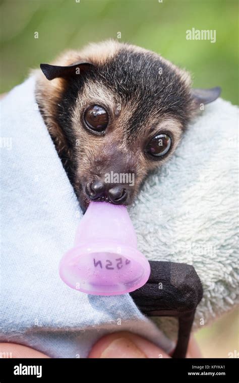 Spectacled Flying Fox Pteropus Conspicillatus Orphaned Male In Care