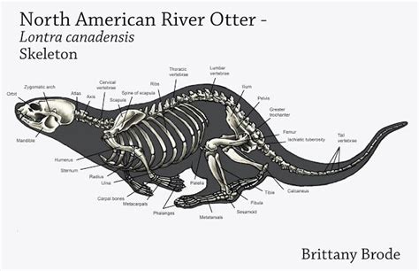 Brittany Brode Animal Anatomy Finals Otters Animal Skeletons River
