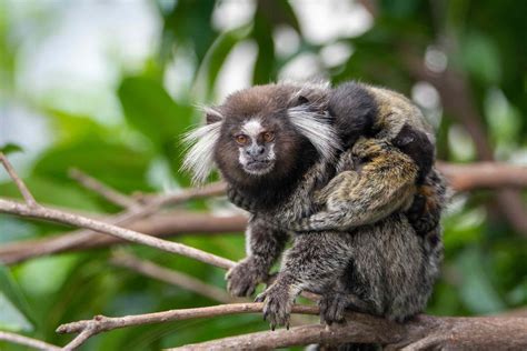 10 Remarkable Rainforest Animals