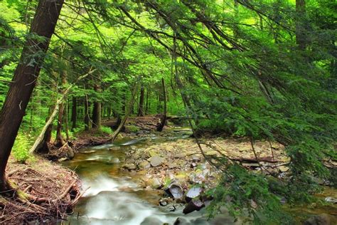 Imagen Gratis Cascada Agua Arroyo Bosque Musgo Ecología Río