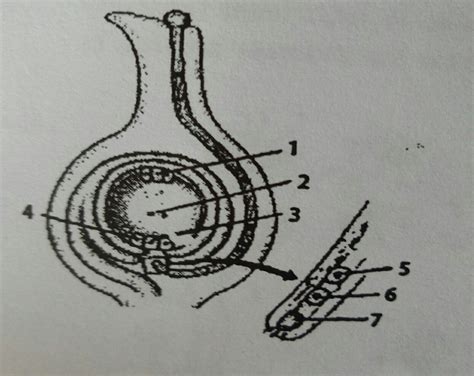 Gambar Organ Reproduksi Dan Proses Fertilisasi Pada Tumbuhan Berbiji