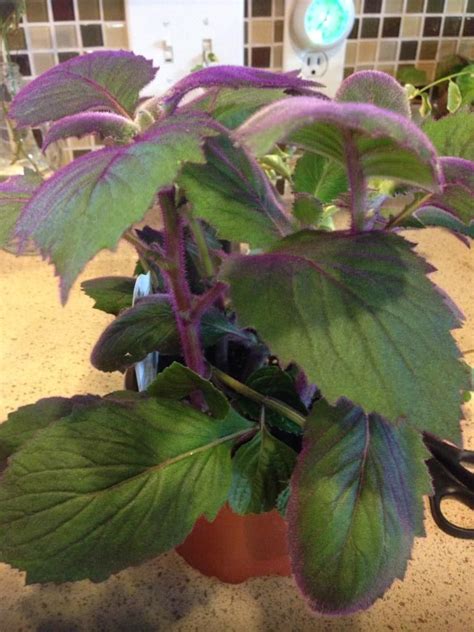 It only needs moderate light conditions and not too much purple velvet plants likes a naturally humid environment, but doesn't like to get water on the leaves themselves. Purple Passion Plant...The leaves are velvety...care info ...