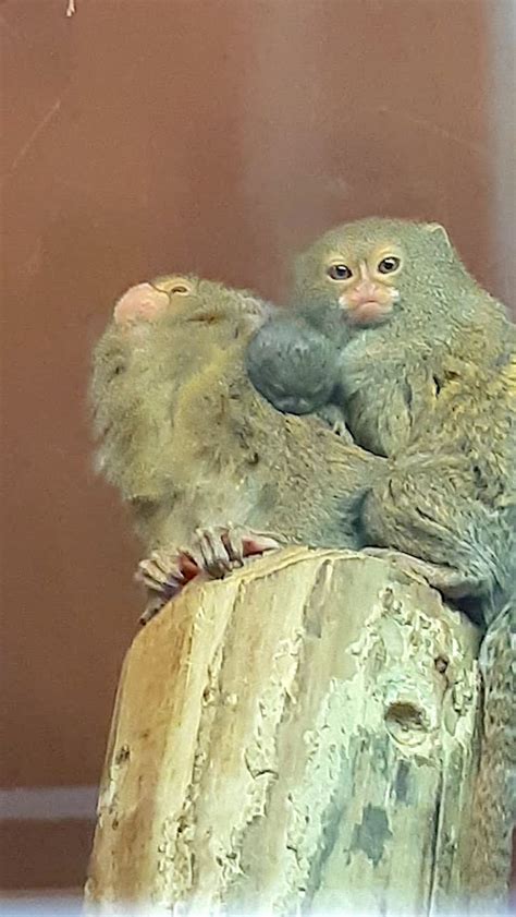 Joy As Baby Marmosets Born At Dudley Zoo Express And Star