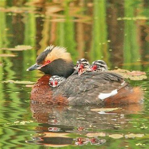 What Do Horned Grebes Eat Diy Seattle