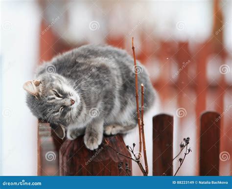 Cute Tabby Kitten Fondled On A Wooden Fence In The Spring Stock Image