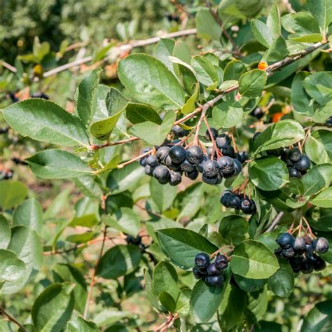 Aronie à Fruits Noirs Aronia Melanocarpa Picturethis