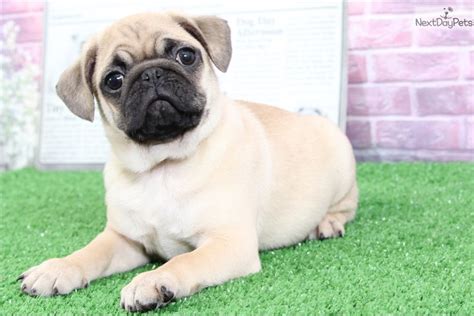 Pug Puppy For Sale Near Baltimore Maryland Bc34d704 2691