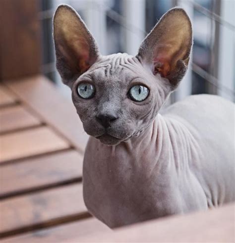 5 Hairless Cat Breeds Syphnx Elf Lykoi And More Cat Breeds Hairless Cat Sphynx Cat Clothes