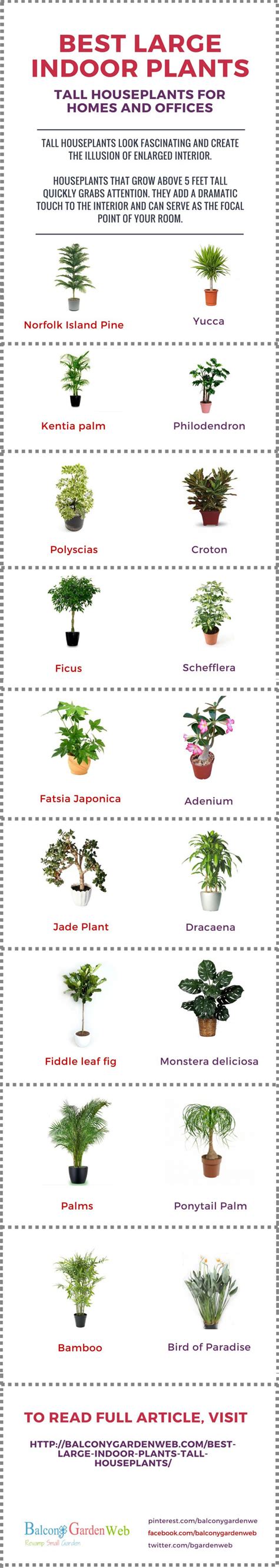 39 Indoor Plant Types Large New Inspiraton