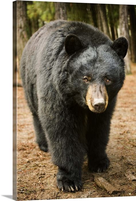 Black Bear Ursus Americanus Portrait During A Mild Winter Oregon