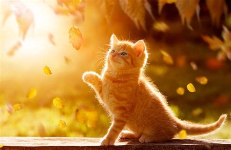 Cute Orange Tabby Kitten Anna Blog
