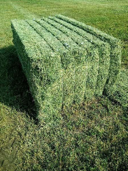 Alfalfa Hay Buy Alfalfa Hay For Best Price At Usd 210 Metric Ton