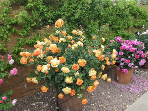 Growing Roses In Pots Grownups New Zealand Growing Roses Types Of