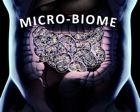 The Relationship Between Stress And Gut Microbiota Aim