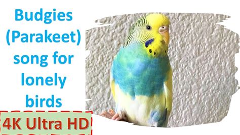 Happy Budgie Singing Playing And Chirping For Lonely Birds Natural