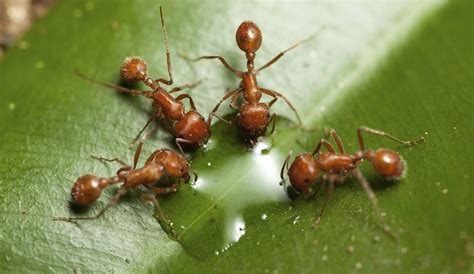 Fun Facts On Fire Ants