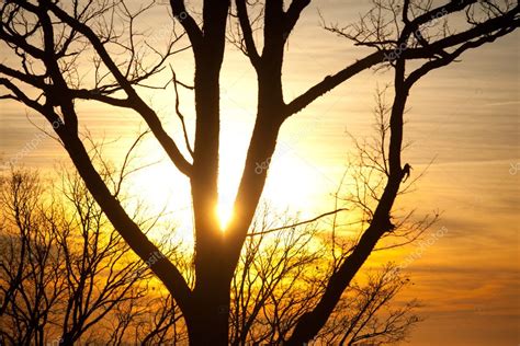 Sunset Through Trees — Stock Photo © Paulprescott 8247952