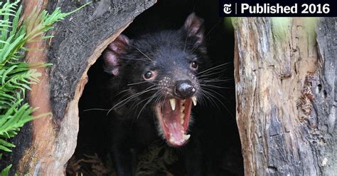 New Hope For Tasmanian Devils In Fight Against Contagious Cancer The