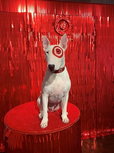What Kind Of Dog Is The Target Dog Bullseye The Target Dogs Story
