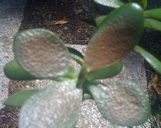 Maybe you would like to learn more about one of these? houseplants - How can I help a sunburned jade tree recover ...