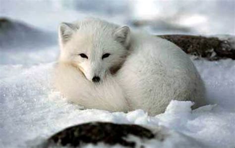 Arctic Fox Northwest Wildlife Preservation Society