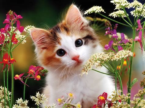 Pretty Kitten Cute Kittens Photo 40642586 Fanpop